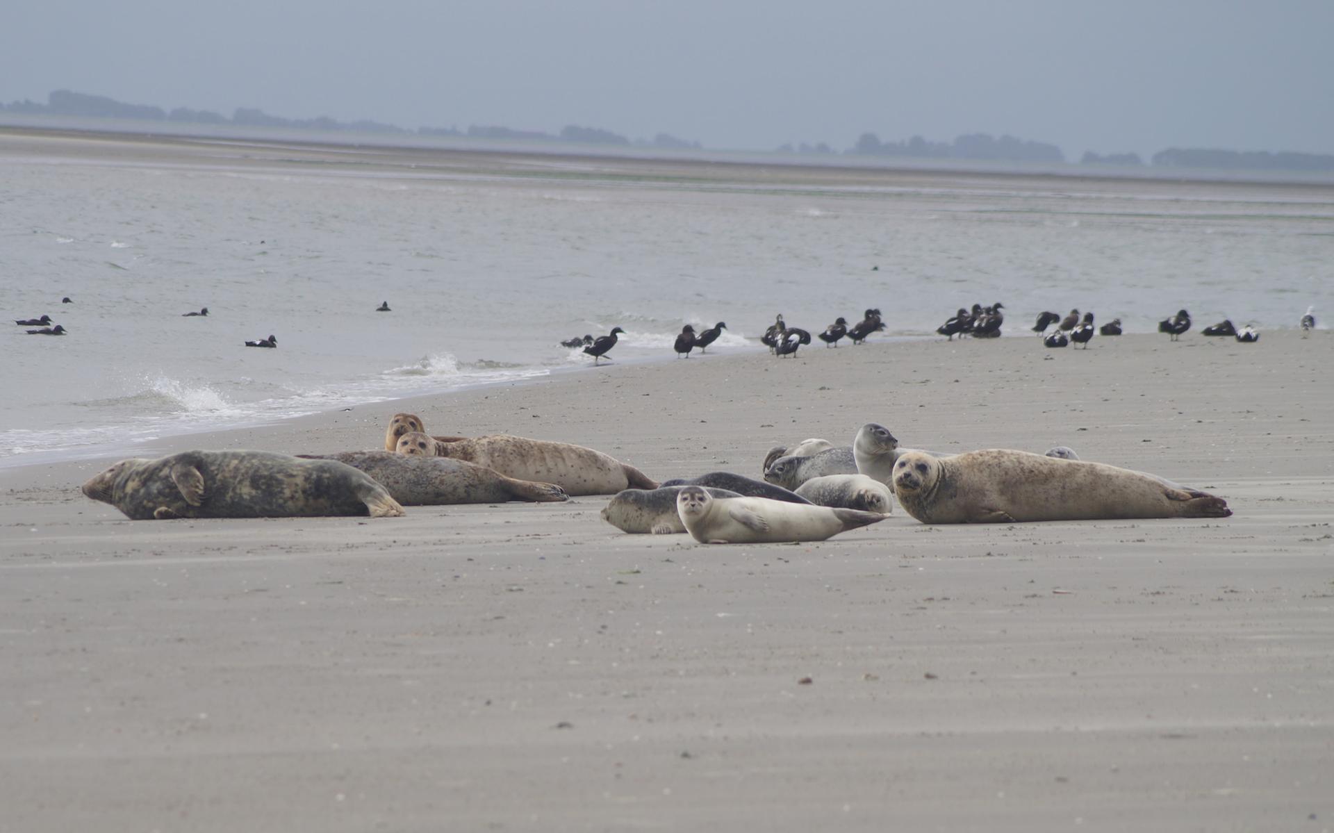 Bouw je eigen dorp, ontdek het dynamische waddengebied en neem deel aan